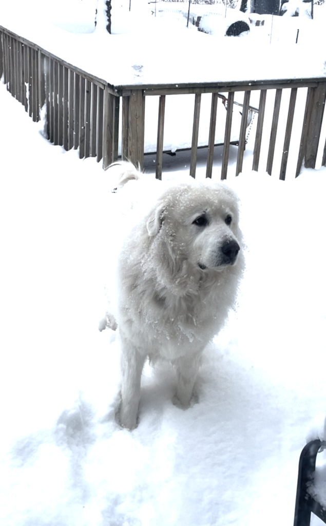 Great pyrenees in the snow